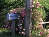 A Climbing Rose on a Pole Near a Mailbox