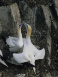 Northern Gannets and Chicks Roost on Cliffs Above the Atlantic Ocean