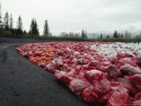 Buy Like a Malignancy, the Spill Returns to Valdez in the Form of Thousands of Bags of Cleanup Debris at AllPosters.com