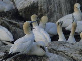 Northern Gannets and Chicks Roost on Cliffs Above the Atlantic Ocean