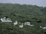A Flock of Northern Gannets Forage on the Grass-Covered Cliffs