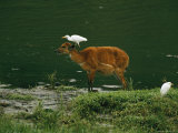 An Egret Perches on the Head of a Sitatunga Antelope at Waters Edge