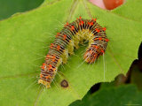 A Forester Caterpillars, Species Unidentified