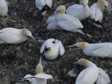 Northern Gannets and Chicks Roost on Cliffs Above the Atlantic Ocean