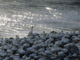 Flocks of Northern Gannets Roost on Cliffs Above the Atlantic Ocean