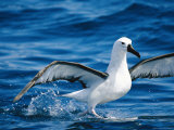 A Yellow-Nosed Albatross Takes Flight from the Waters Surface
