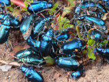 Mexican Blue Beetles in a Feeding Frenzy