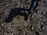 Buy In June 1989, Oily Water Oozes up from Contaminated Sediment to Fill a Hole at AllPosters.com