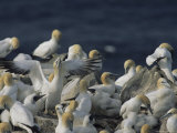 Northern Gannets and Chicks Roost on Cliffs Above the Atlantic Ocean