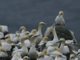 Flocks of Northern Gannets Roost on Cliffs Above the Atlantic Ocean