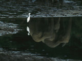Reflections of Forest Elephants and an Egret in Langoue Bai Water