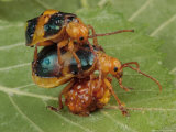Larger Leaf Elm Beetles, Monocesta Coryli, Crawling Over Egg Case