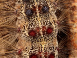 Close Detail of the Gypsy Moth Caterpillar, Lymantria Dispar