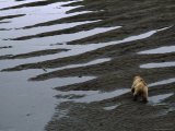 Buy Land Mammals Also Run Afoul of the Spill, with Uncertain Consequences at AllPosters.com