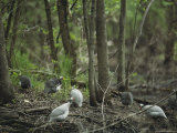 Guineafowl Forage on the Woodland Floor