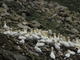 A Sheep Grazes Among a Flock of Northern Gannets Roosting on a Cliff