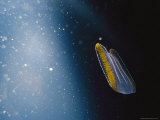 A Bioluminescent Comb Jelly
