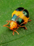 Portrait of a Larger Leaf Elm Beetles, Monocesta Coryli