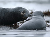 Buy An Oiled Female Harbor Seal (Phoca Vitulina) Still Knows Her Pup Despite Its Oil Blackened Skin at AllPosters.com