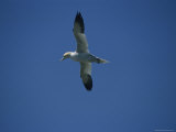A Northern Gannet Soars Above the Atlantic Ocean