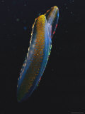 A Bioluminescent Comb Jelly