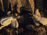 Northern Gannets and Chicks Roost on Cliffs Above the Atlantic Ocean