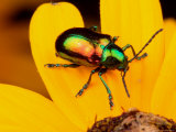 A Dogbane Leaf Beetle, Chryschus Cobaltinus, on Black-Eyed Susan