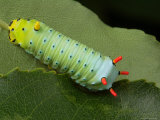 Portrait of a Promethia Moth Caterpillar, Callosamia Promethia