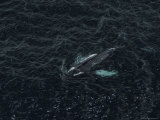 Humpback Whales Swim off the Shoreline of Cape St. Mary
