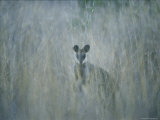 Buy A Swamp Wallaby in Tall Grass at AllPosters.com