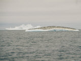 Buy A Flock of Penguins Covers an Iceberg with a Peppered Appearance at AllPosters.com