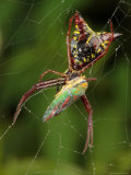 Micrathena Sagittata Spider Feeding on a Scarlet and Green Leaf Hopper