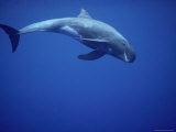 A Pygmy Killer Whale, Feresa Attenuata, in Clear Blue Water