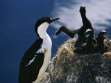 A Double-Crested Cormorant and Its Nest of Chicks