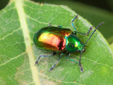 A Dogbane Leaf Beetle, Chryschus Cobaltinus, on a Dogbane Leaf