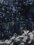 Flocks of Northern Gannets Roost on Cliffs Above the Atlantic Ocean