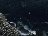 Humpback Whales Swim Near Cliffs Where Northern Gannets Roost
