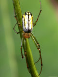 Portrait of a Venusta Orchard Spider, Leucauge Venusta