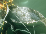 A Humpback Whale with Its Tail Tangled in a Cod Fishermans Nets