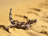 A Thorny Devil (Moloch Horridus) on Sand