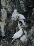 Northern Gannets and Chicks Roost on Cliffs Above the Atlantic Ocean