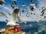 Silver Gulls Feed on Fish Scraps on the Back of a Boat