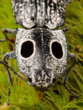 Close View of the Head of an Eyed Click Beetle, Alaus Oculatus