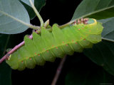 A Luna Moth Caterpillar, Actias Luna, on a Twig