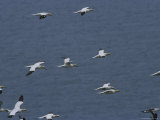 Northern Gannets Soar Above the Atlantic Ocean