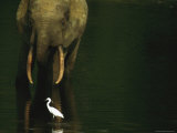 Buy African Forest Elephant and Egret in the Calm Waters of Langoue Bai at AllPosters.com