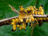 A Group of Drexels Datana Caterpillars