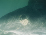 An Underwater View of the Eye of a Whale