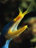 A Blue Ribbon Eel Gulping Water Over Its Gills