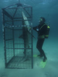 Humorous Photo of a Diver Observing a Shark in a Shark Cage